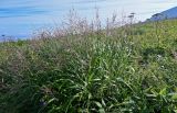 Miscanthus sinensis