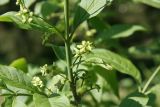 Euonymus europaeus
