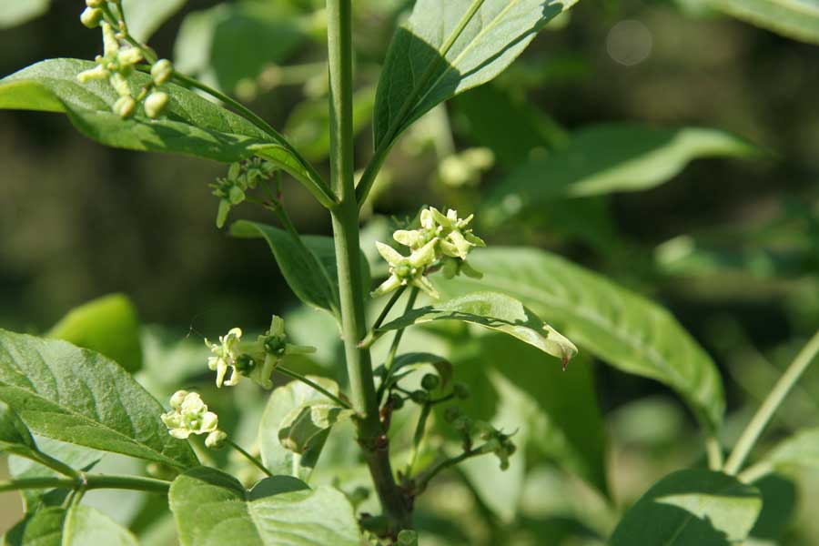 Изображение особи Euonymus europaeus.