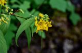 Lysimachia brittenii. Верхушка побега с соцветием. Китай, провинция Хунань, гора Тяньмэнь, опушка смешанного леса, на скале. 09.06.2024.