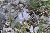 Astragalus levieri
