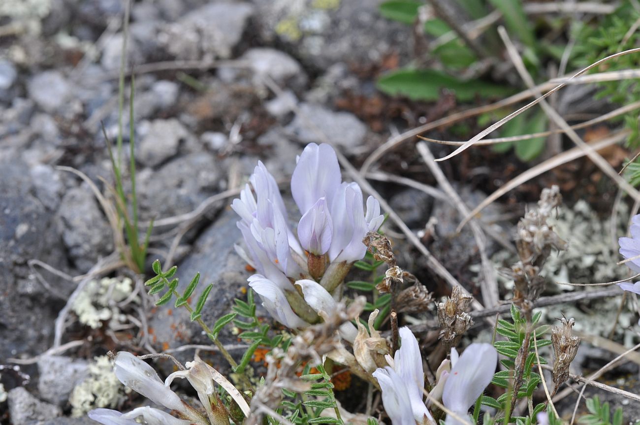 Изображение особи Astragalus levieri.