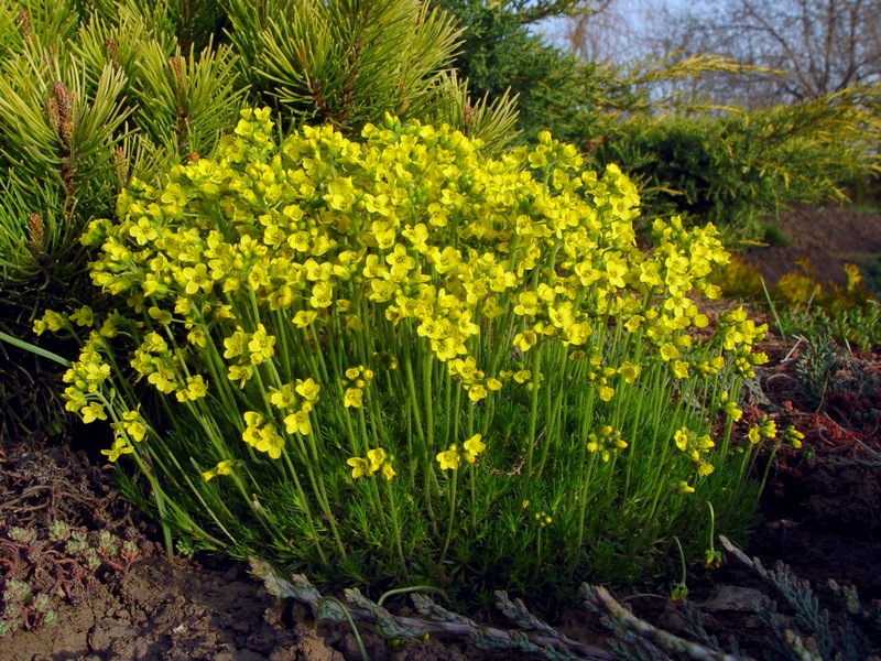 Image of Draba lasiocarpa specimen.