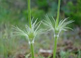 Pulsatilla multifida