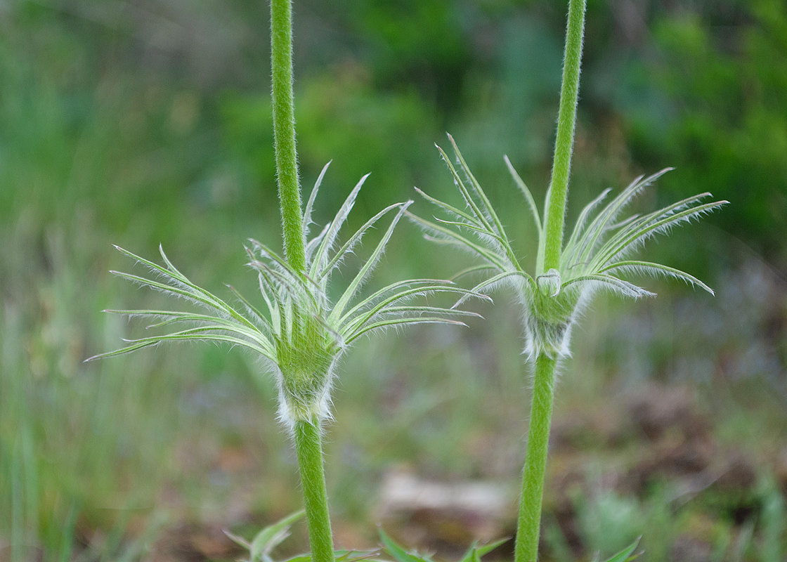 Image of Pulsatilla multifida specimen.