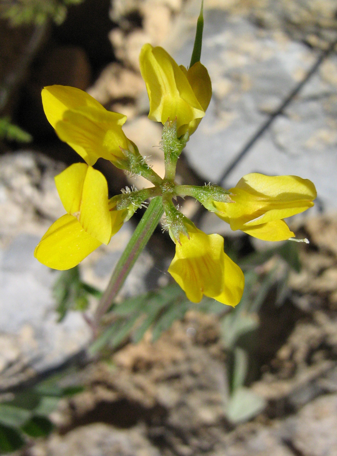 Image of Securigera securidaca specimen.