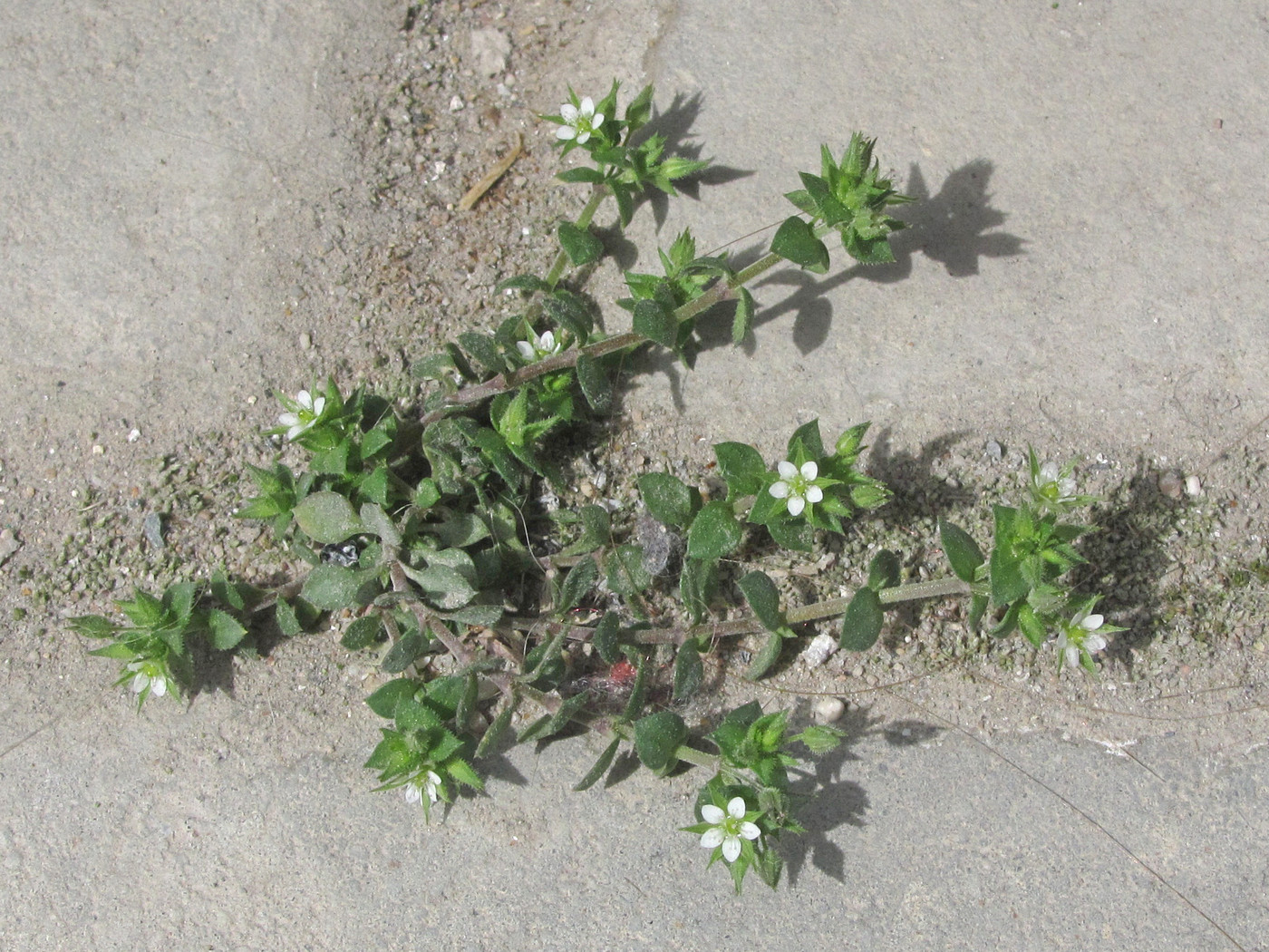 Image of Arenaria leptoclados ssp. viscidula specimen.