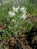 Ornithogalum amphibolum