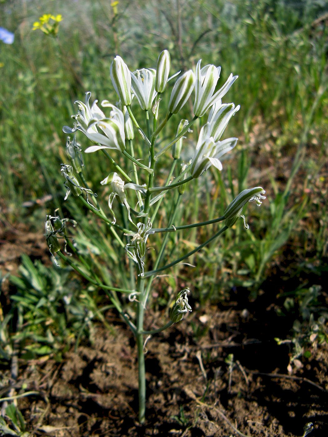 Image of Ornithogalum amphibolum specimen.