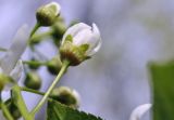 Padus avium subspecies pubescens. Бутон. Приморский край, Уссурийский гор. округ, окр. с. Монакино, широколиственный лес на небольшой сопке. 09.05.2025.