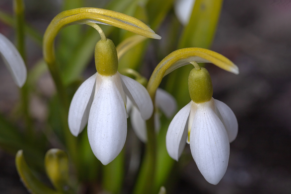Изображение особи род Galanthus.