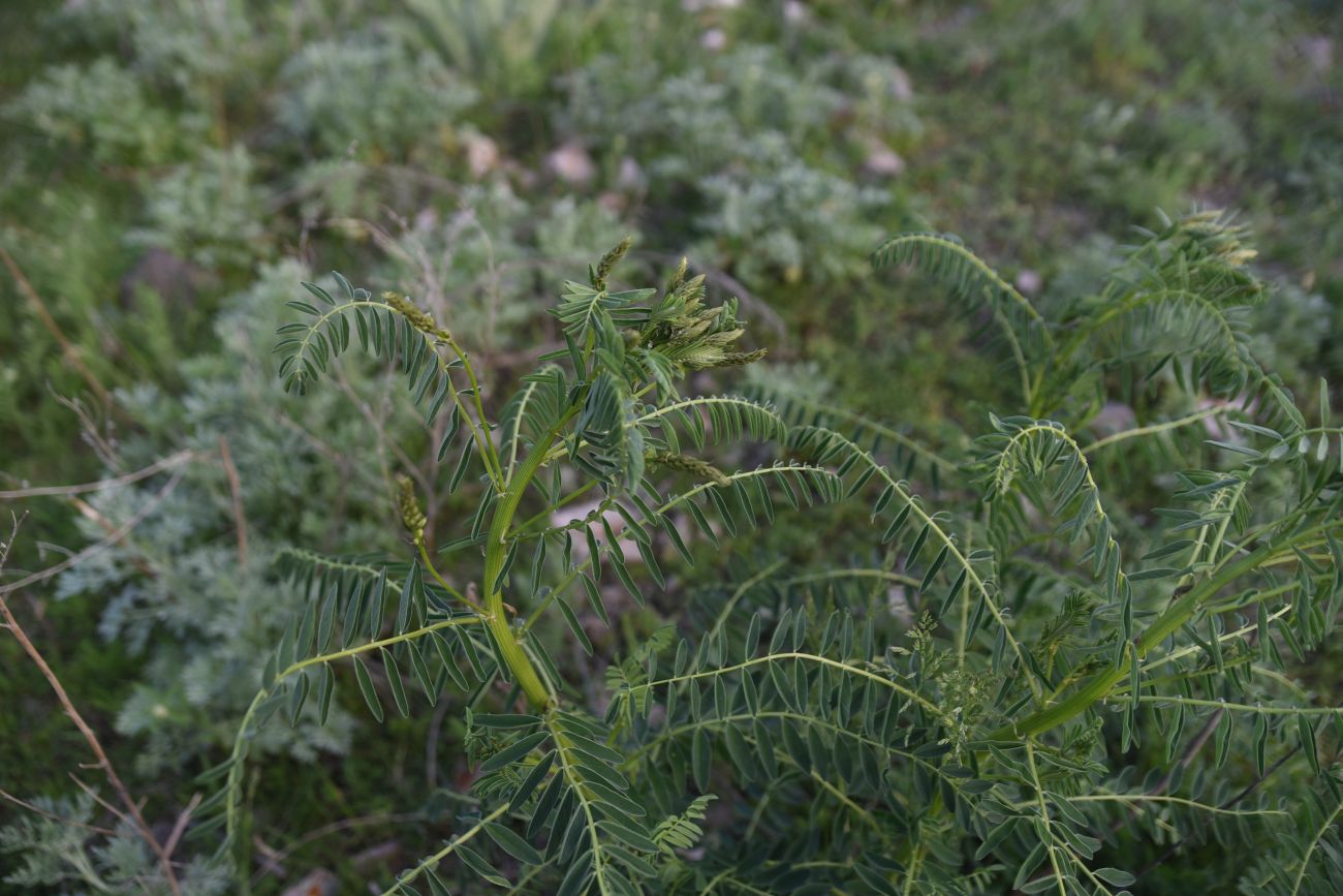 Image of familia Fabaceae specimen.