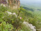 Rosa pulverulenta. Цветущие растения. Карачаево-Черкесия, Зеленчукский р-н, гора Джангур, ≈ 1500 м н.у.м., задернованная скальная полка. 04.06.2025.