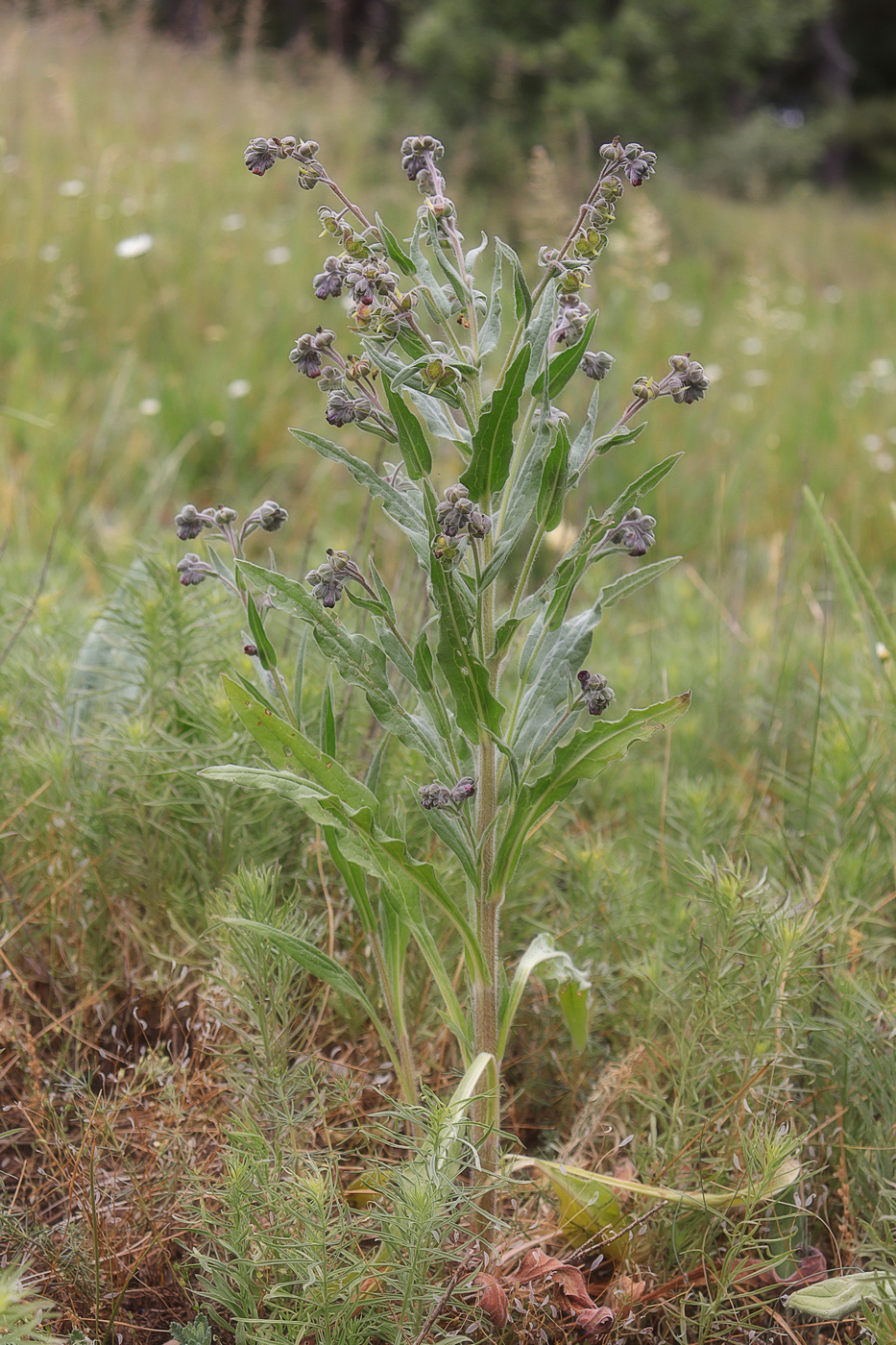 Image of Cynoglossum officinale specimen.
