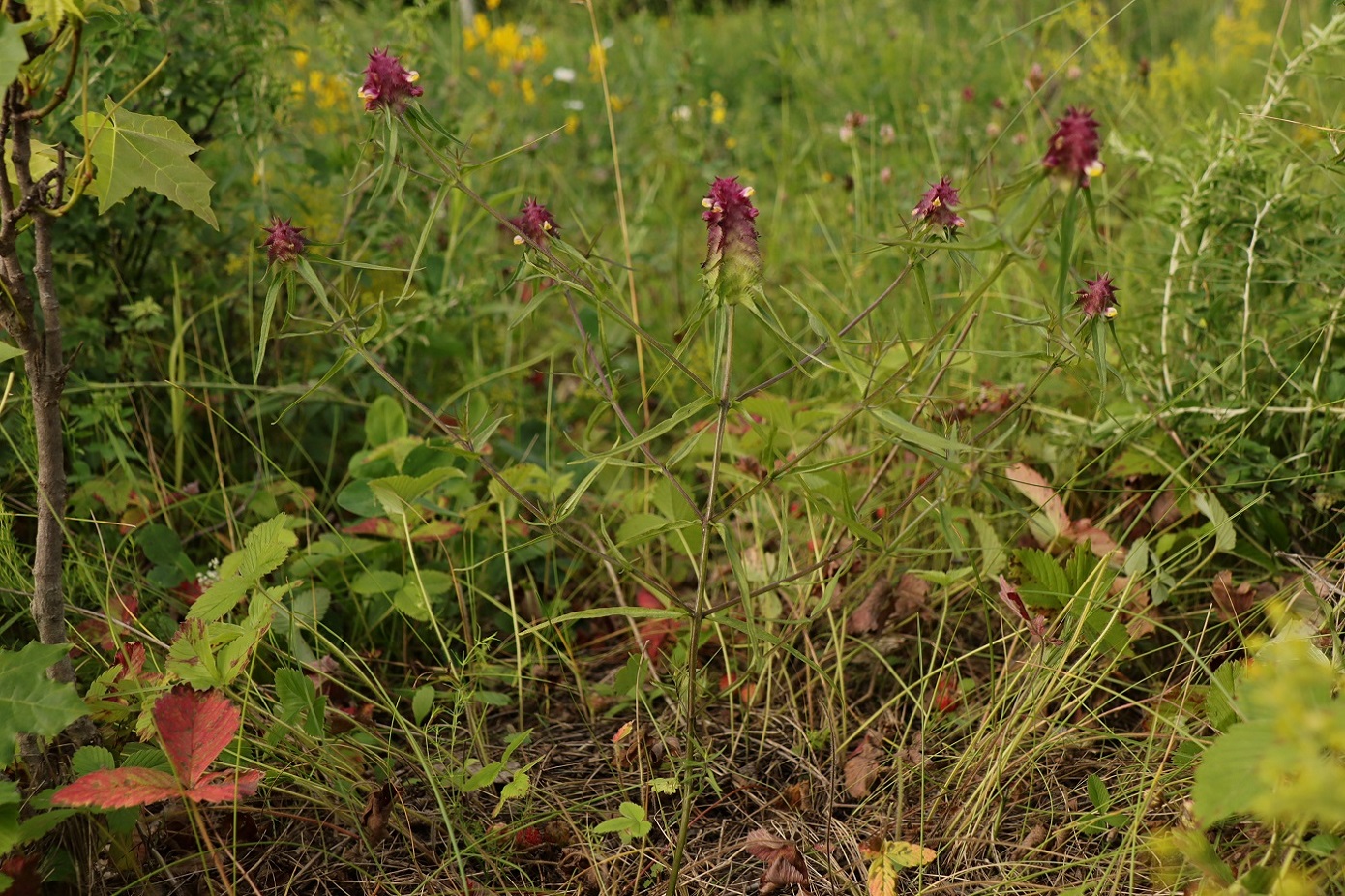 Image of Melampyrum cristatum specimen.