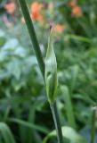 Hemerocallis fulva. Часть побега. Московская обл., г. Подольск, клумба. 08.07.2025.