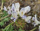 Oxytropis sordida. Соцветие. Коми, Интинский р-н, Приполярный Урал, хр. Малдынырд, водораздел руч. Алькесвож и р. Балбанью, горная тундра. 05.00.2010.