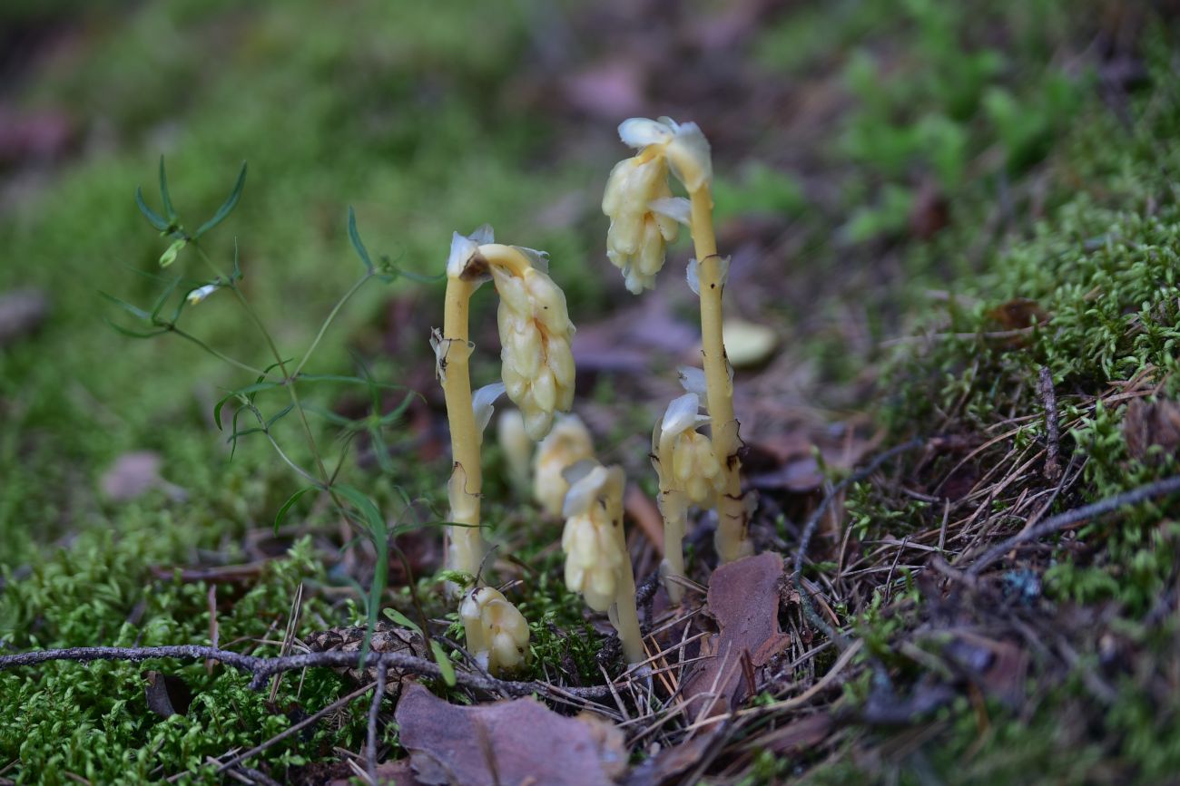 Изображение особи Hypopitys monotropa.