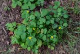 Chelidonium majus