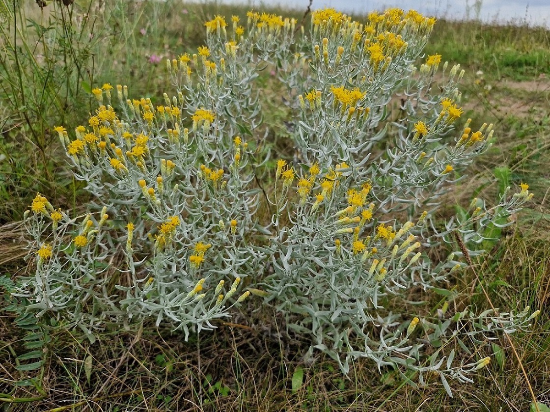 Image of Unknown species specimen.