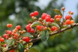 Lonicera korolkowii