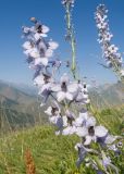 genus Delphinium