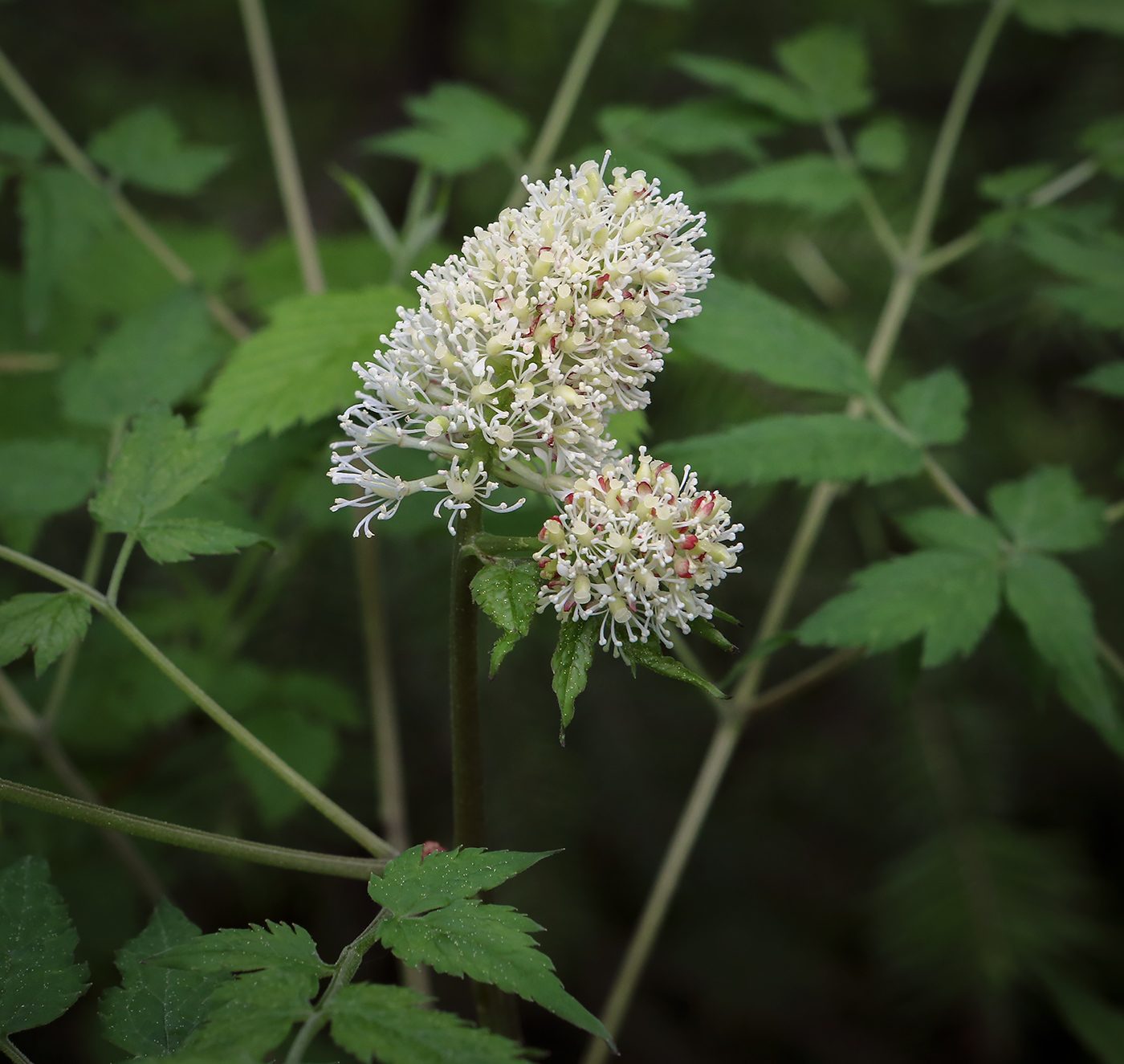 Изображение особи Actaea erythrocarpa.