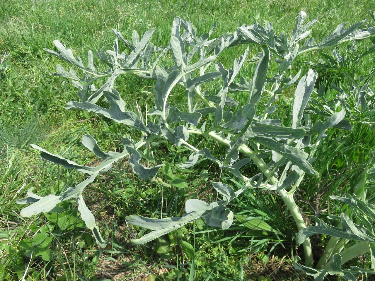 Изображение особи Crambe tataria.