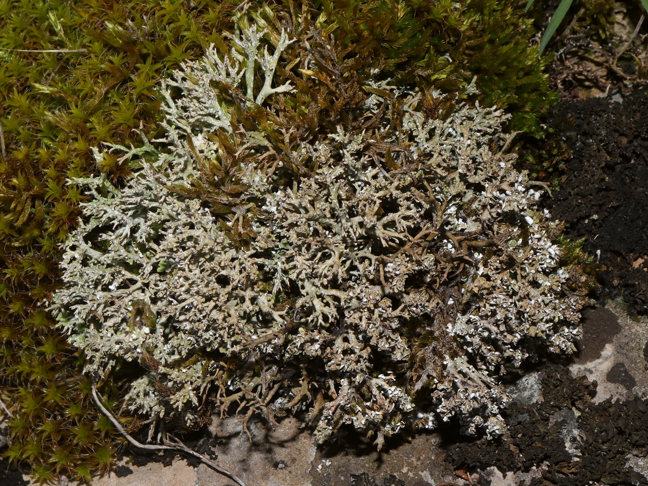 Изображение особи Cladonia furcata.