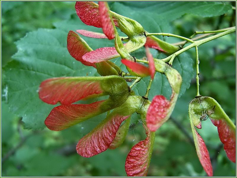 Image of Acer tataricum specimen.