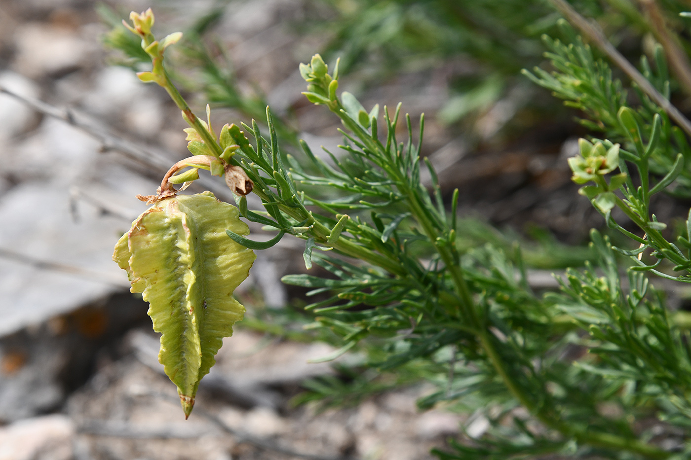 Image of Niedzwedzkia semiretschenskia specimen.