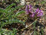 Astragalus suprapilosus