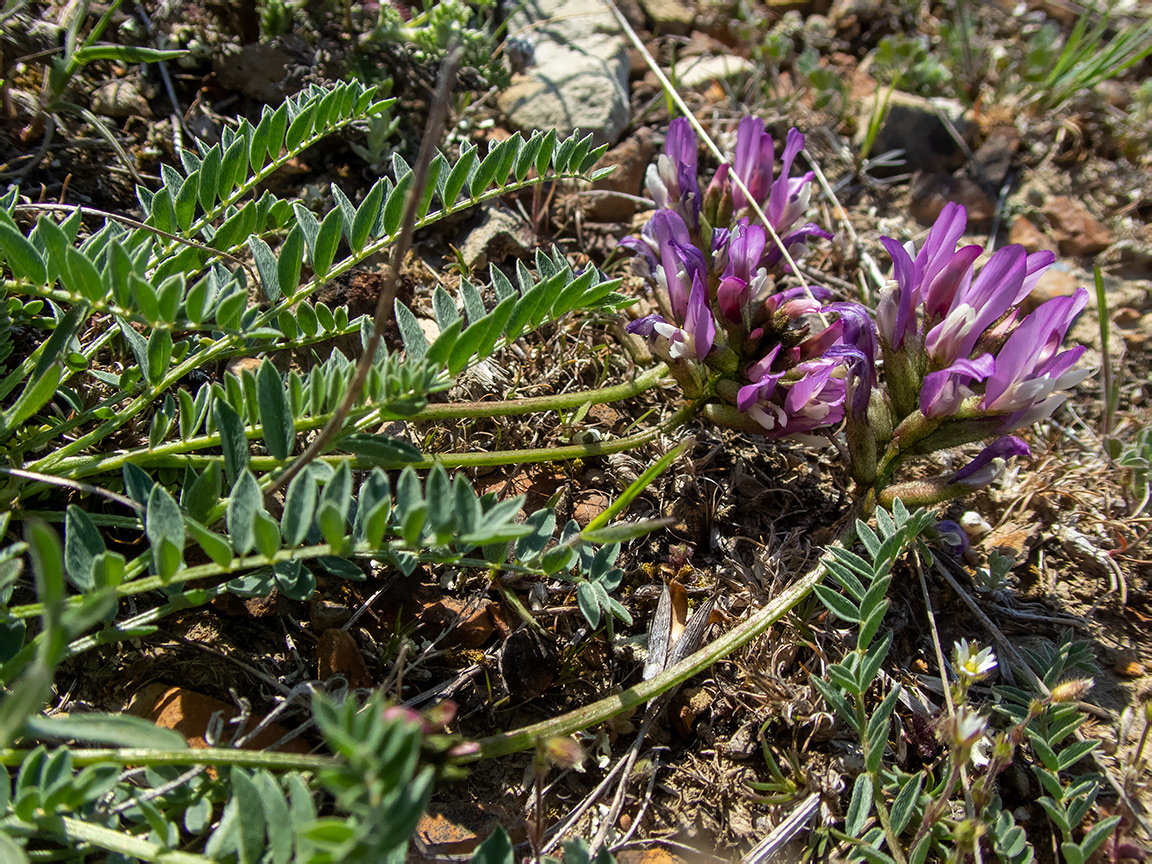 Image of Astragalus suprapilosus specimen.