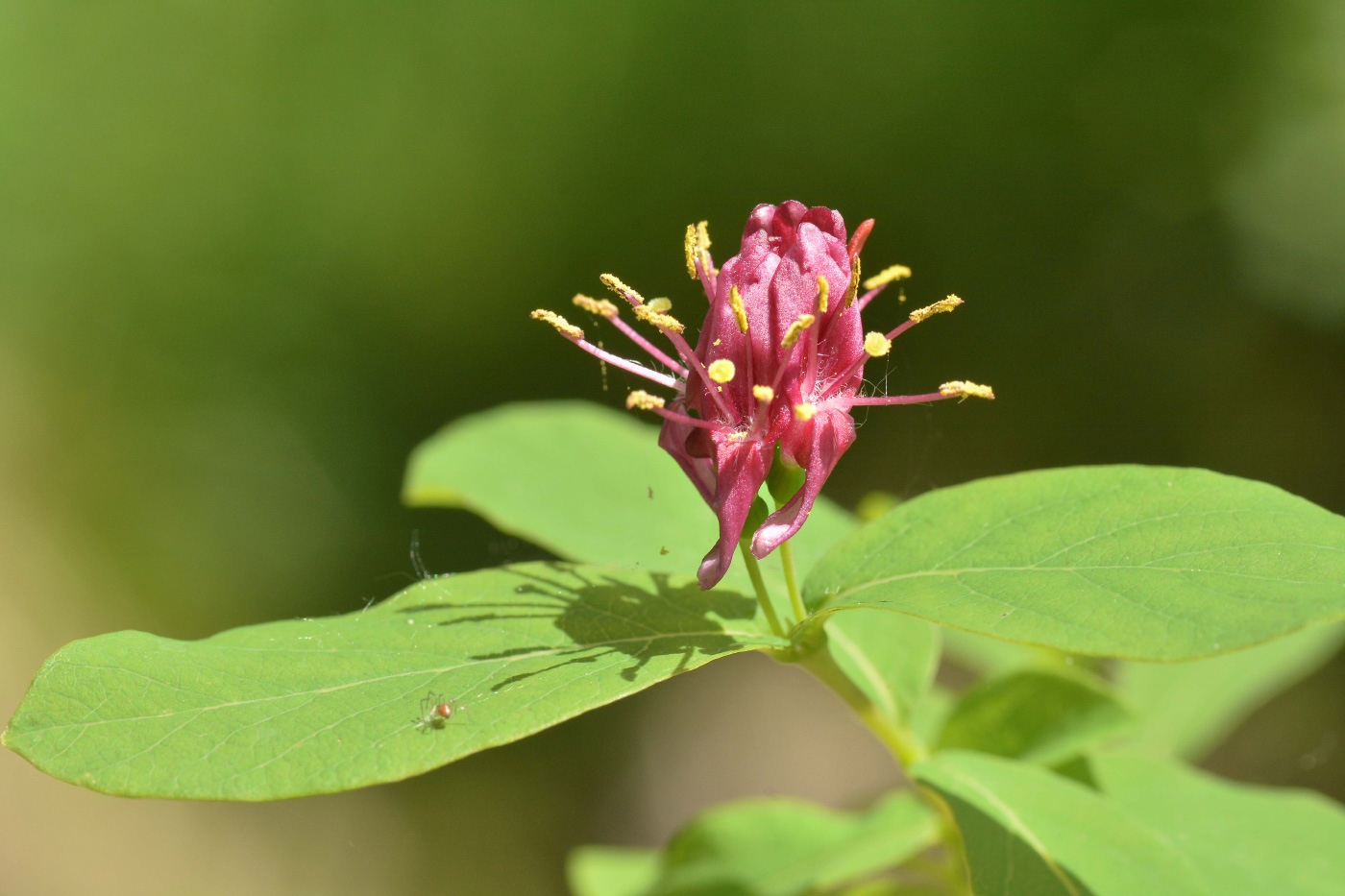 Изображение особи Lonicera chamissoi.