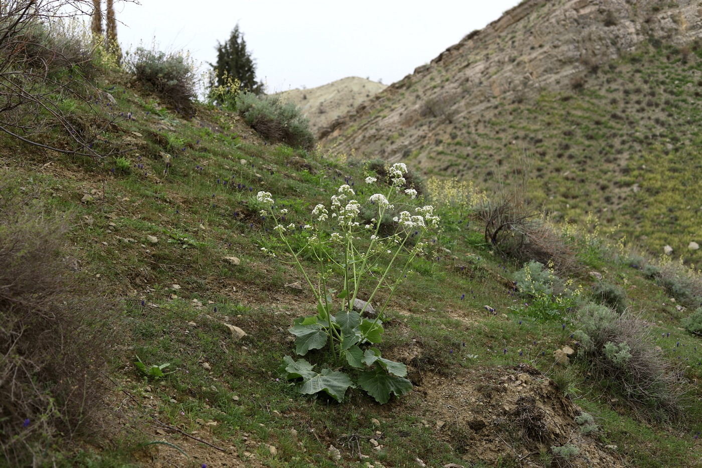 Image of Crambe kotschyana specimen.