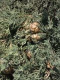 Cupressus sempervirens. Часть кроны с плодами. Турция, Анталья, в городском озеленении. 27 декабря 2025 г.