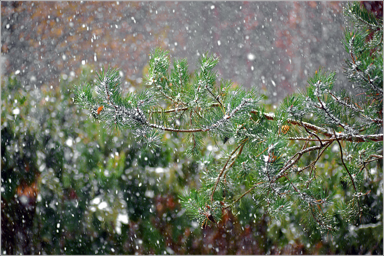 Изображение особи Pinus sylvestris.