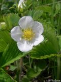 Fragaria campestris. Цветок. Крым, Байдарская долина, окр. с. Тыловое. 08.05.2010.