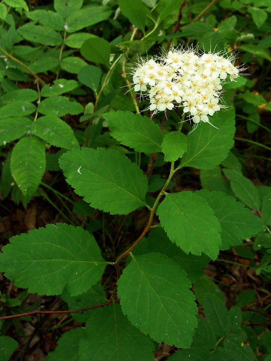 Изображение особи Spiraea betulifolia.