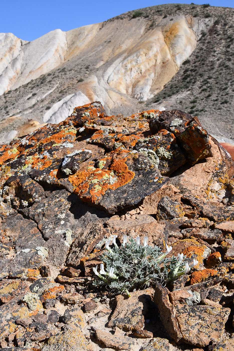 Изображение особи Astragalus testiculatus.