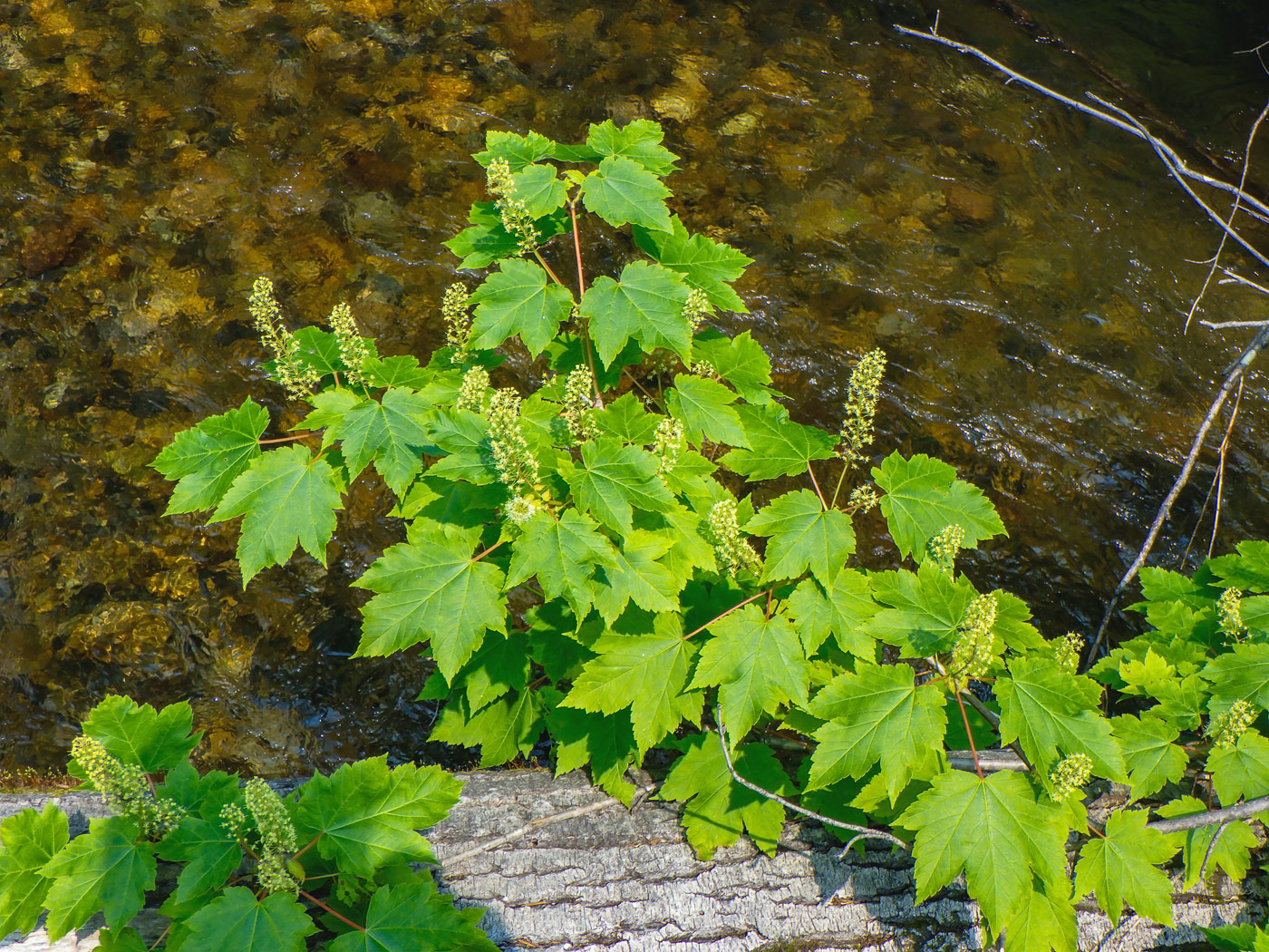 Image of Acer ukurunduense specimen.