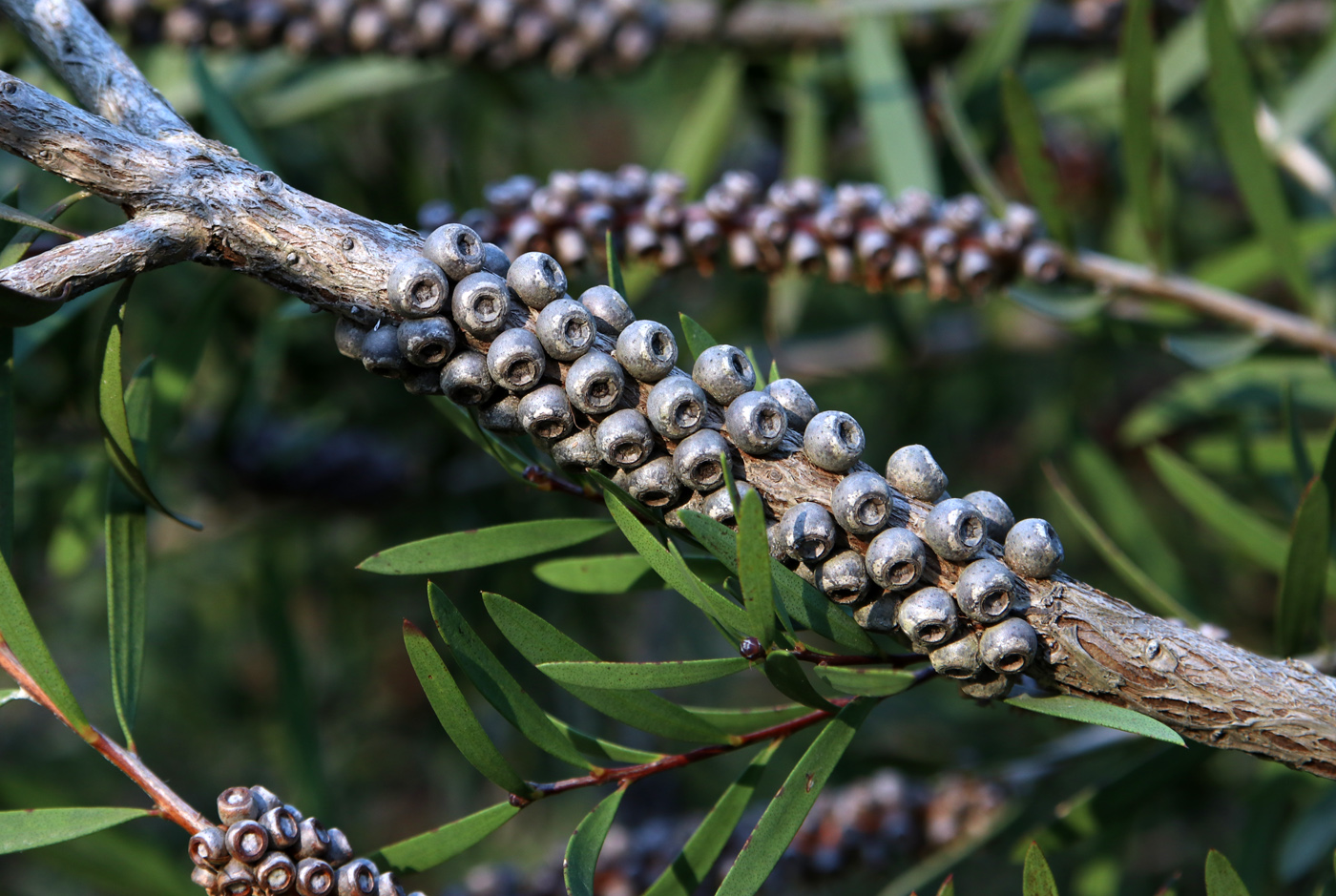 Image of Callistemon phoeniceus specimen.
