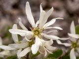 Amelanchier ovalis. Цветок. Крым, окр. г. Судак, ю.-з. склон горы Ай-Георгий, каменистый склон оврага. 25.04.2025.