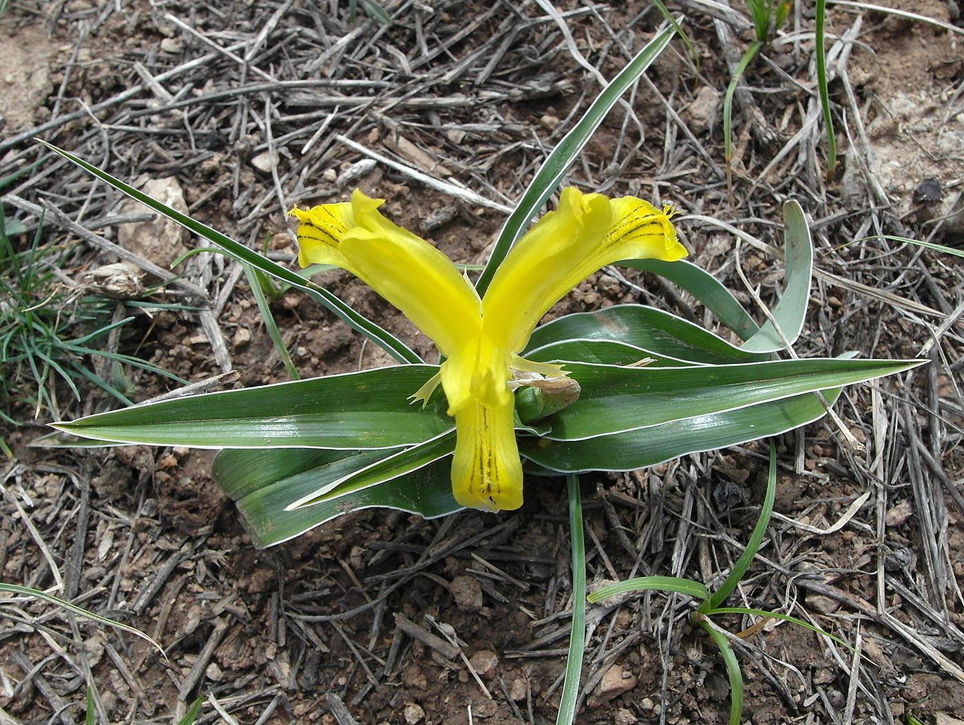 Изображение особи Juno tubergeniana.