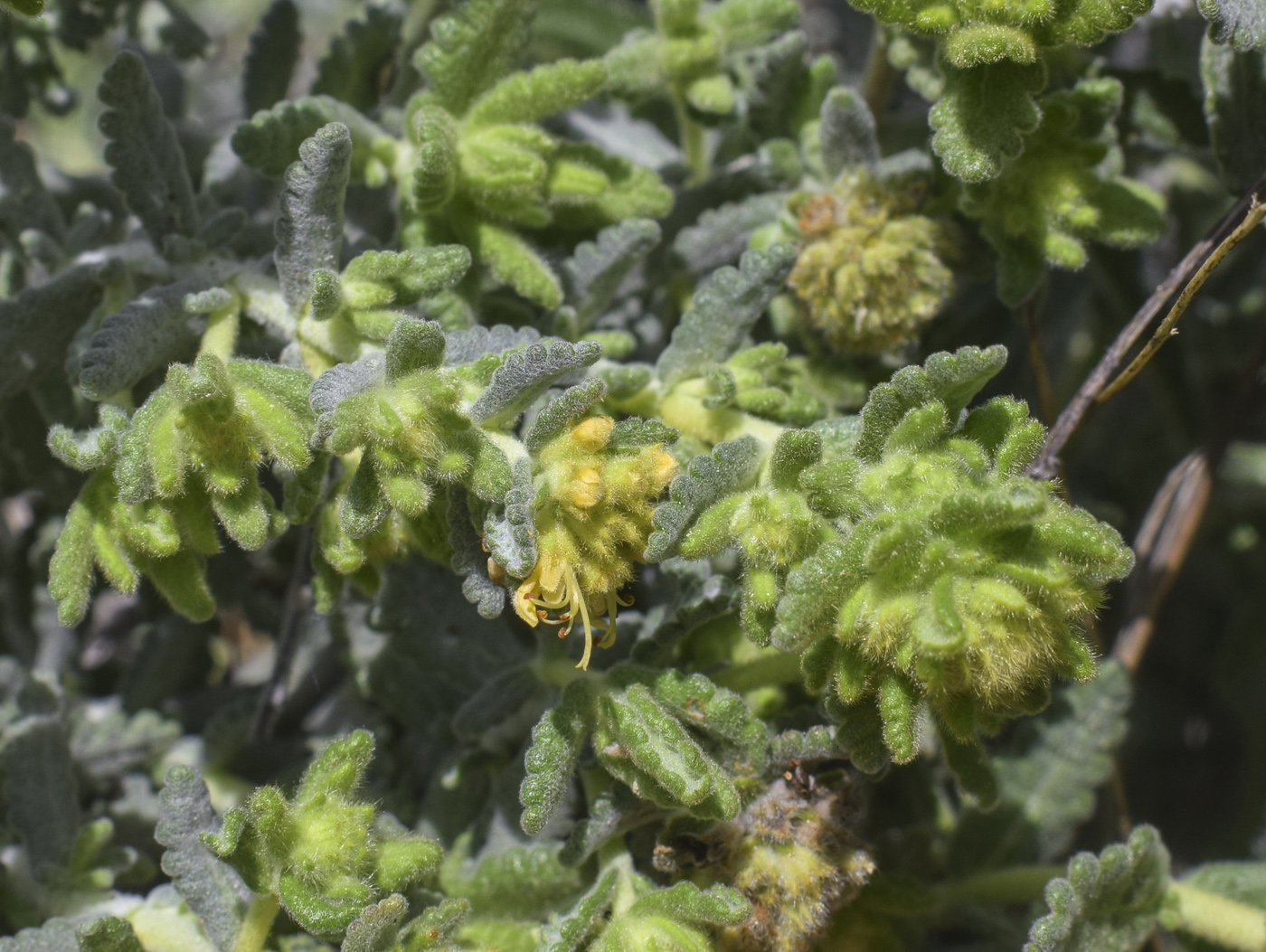 Image of Teucrium aureum specimen.