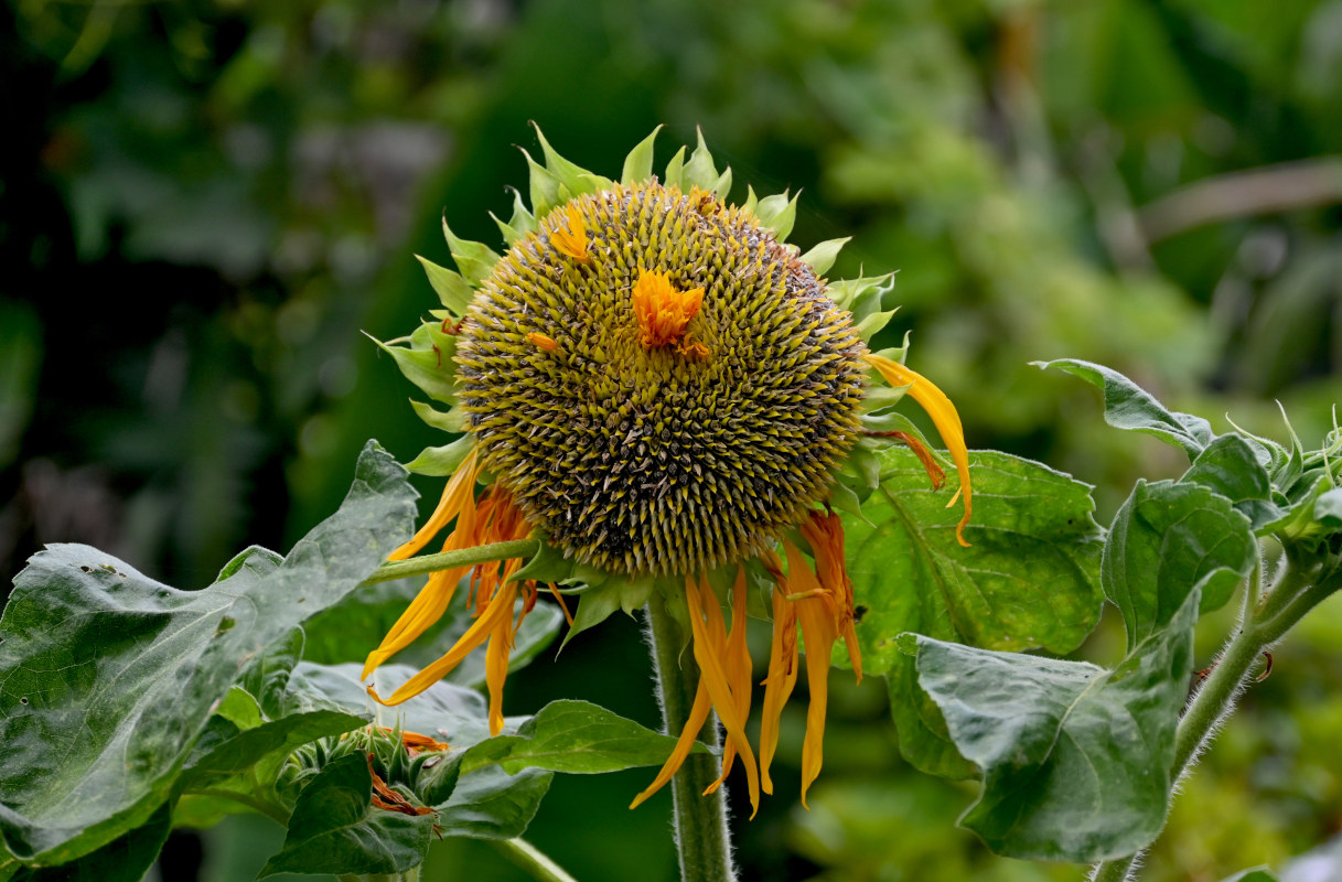 Image of Helianthus annuus specimen.