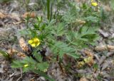 genus Potentilla. Цветущее растение. Казахстан, Туркестанская обл., Сузакский р-н, закаратауская подгорная равнина, оз. Кызылколь, влажный берег р. Ушбас. 9 мая 2026 г.