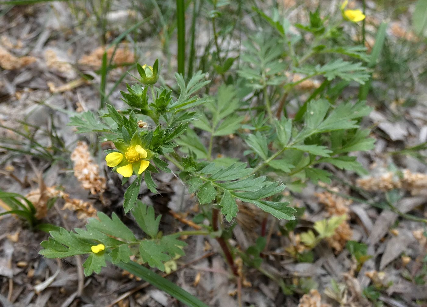Image of genus Potentilla specimen.