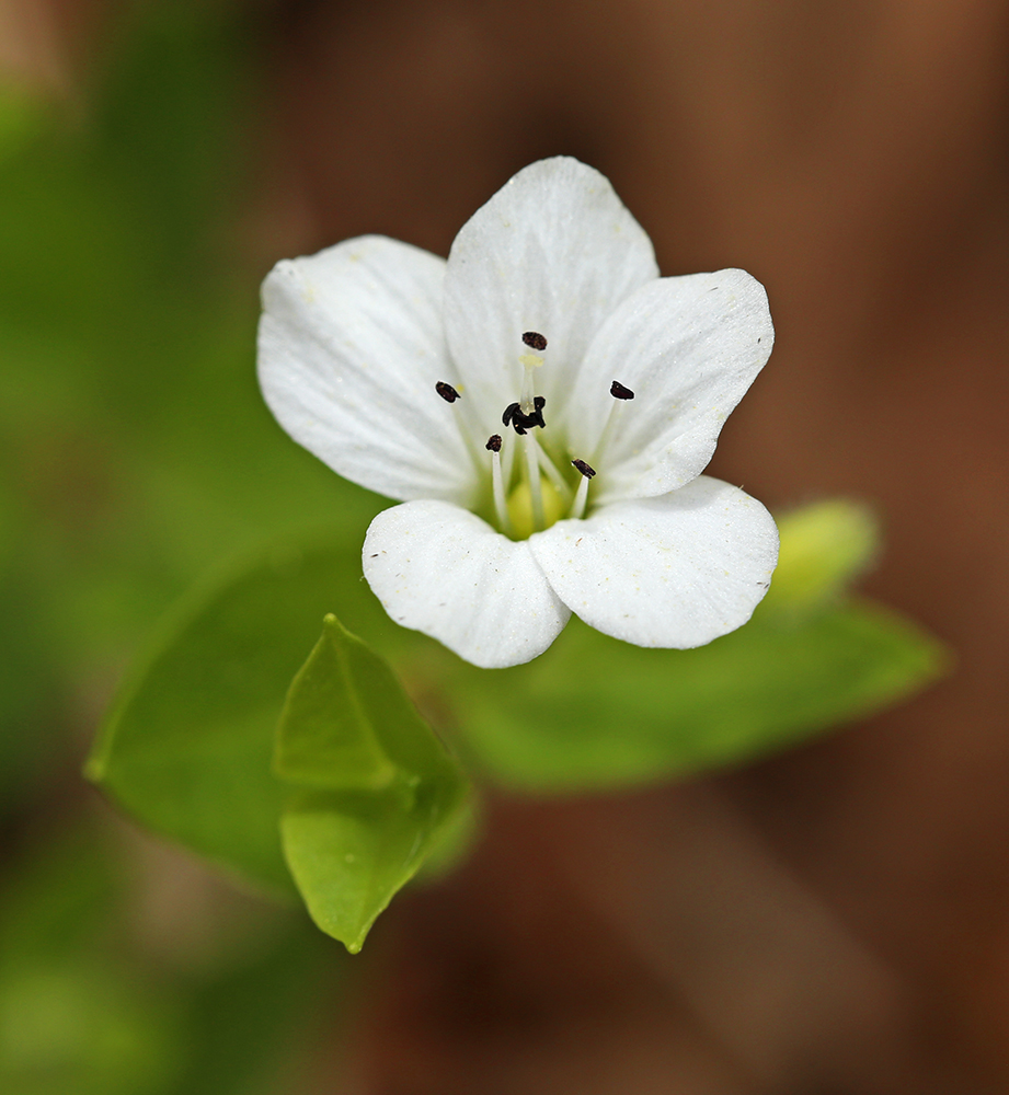 Image of Pseudostellaria heterantha specimen.