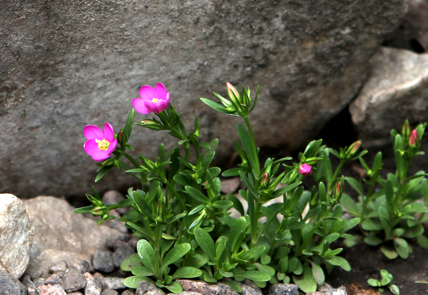 Изображение особи Centaurium portense.